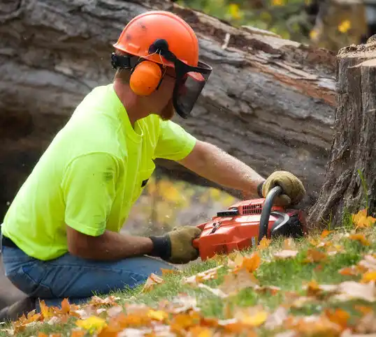 tree services Maywood